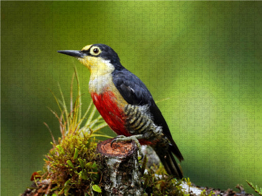 Goldmaskenspecht (Melanerpes flavifrons) - CALVENDO Foto-Puzzle - calvendoverlag 29.99