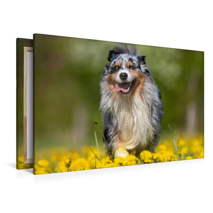 Premium Textil-Leinwand Premium Textil-Leinwand 120 cm x 80 cm quer Australian Shepherd im Frühling