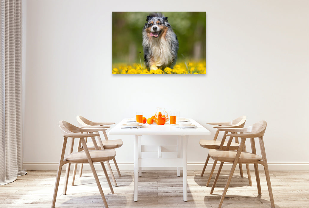 Premium Textil-Leinwand Premium Textil-Leinwand 120 cm x 80 cm quer Australian Shepherd im Frühling