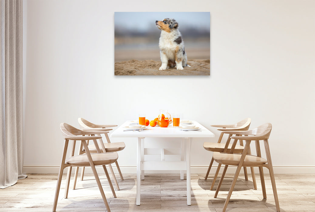 Premium Textil-Leinwand Premium Textil-Leinwand 120 cm x 80 cm quer Australian Shepherd Welpe am Strand