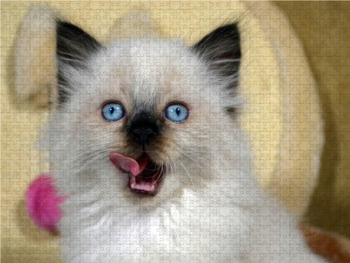 Ragdoll Mix - CALVENDO Foto-Puzzle - calvendoverlag 29.99