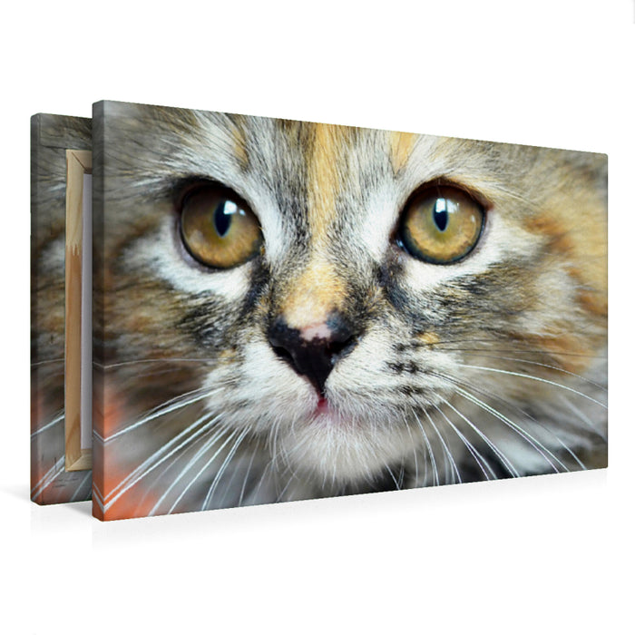 Premium Textil-Leinwand Premium Textil-Leinwand 75 cm x 50 cm quer Maine Coon Mix