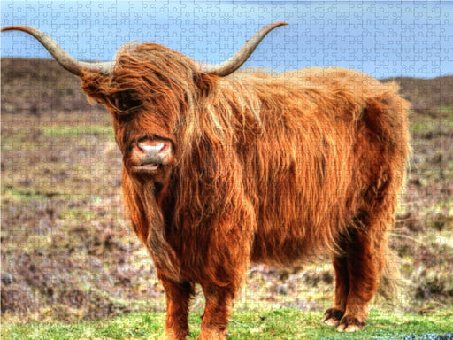 Highland Cattle - CALVENDO Foto-Puzzle - calvendoverlag 29.99
