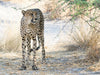 Gepard in der Central Kalahari, Botswana - CALVENDO Foto-Puzzle - calvendoverlag 29.99