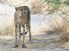 Gepard in der Central Kalahari, Botswana - CALVENDO Foto-Puzzle - calvendoverlag 29.99