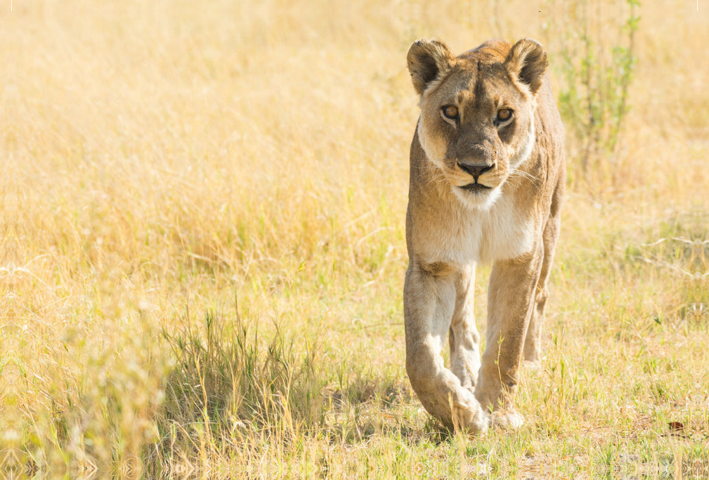 Premium Textil-Leinwand Premium Textil-Leinwand 120 cm x 80 cm quer Löwe im Moremi Nationalpark, Botswana