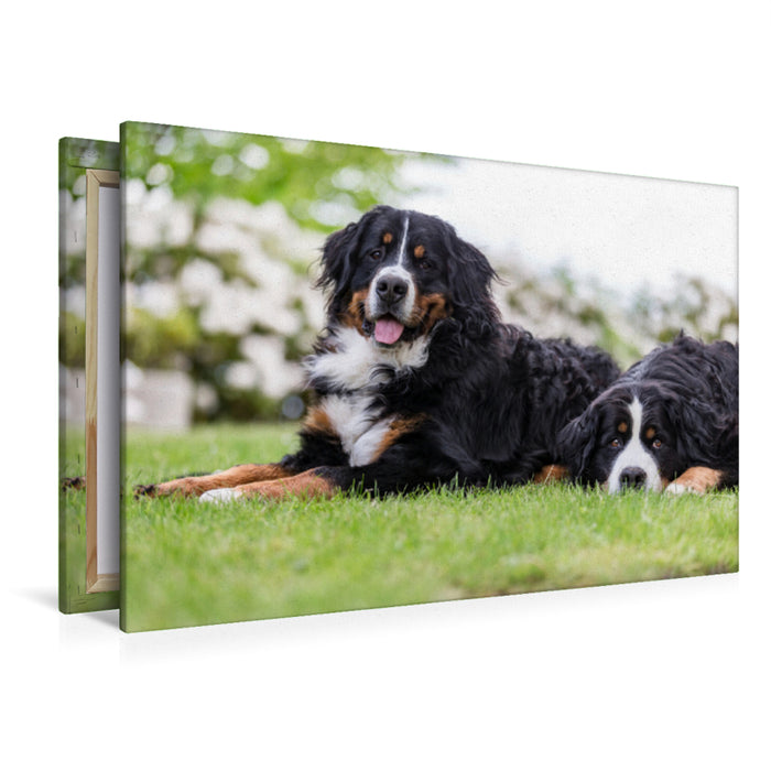 Premium Textil-Leinwand Premium Textil-Leinwand 120 cm x 80 cm quer Berner Sennenhunde im Frühling