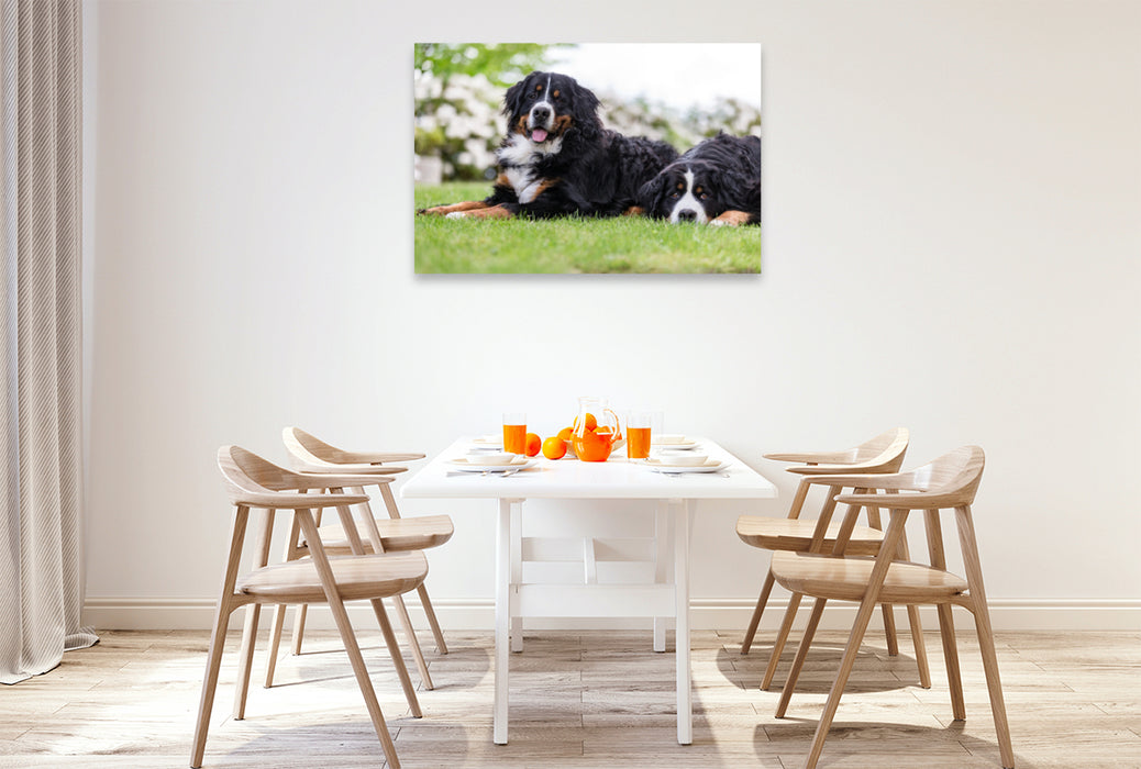 Premium Textil-Leinwand Premium Textil-Leinwand 120 cm x 80 cm quer Berner Sennenhunde im Frühling