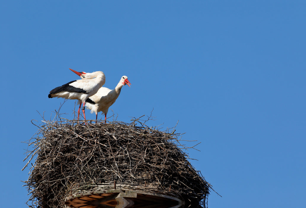 Premium textile canvas Premium textile canvas 120 cm x 80 cm landscape white stork 