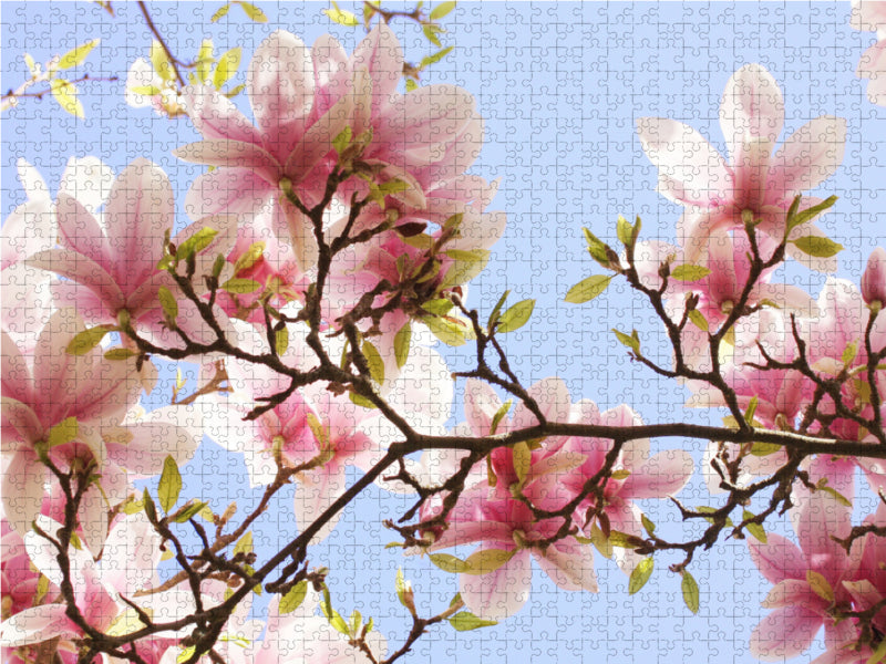 Zarte Magnolienblüten - CALVENDO Foto-Puzzle - calvendoverlag 29.99