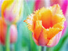 TULPE Farbenprächtige Frühlingsbotin - CALVENDO Foto-Puzzle - calvendoverlag 29.99