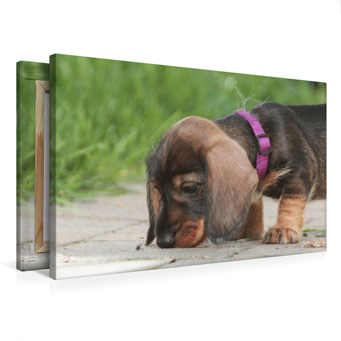 Premium textile canvas Premium textile canvas 75 cm x 50 cm landscape Little explorer - wire-haired dachshund puppy 