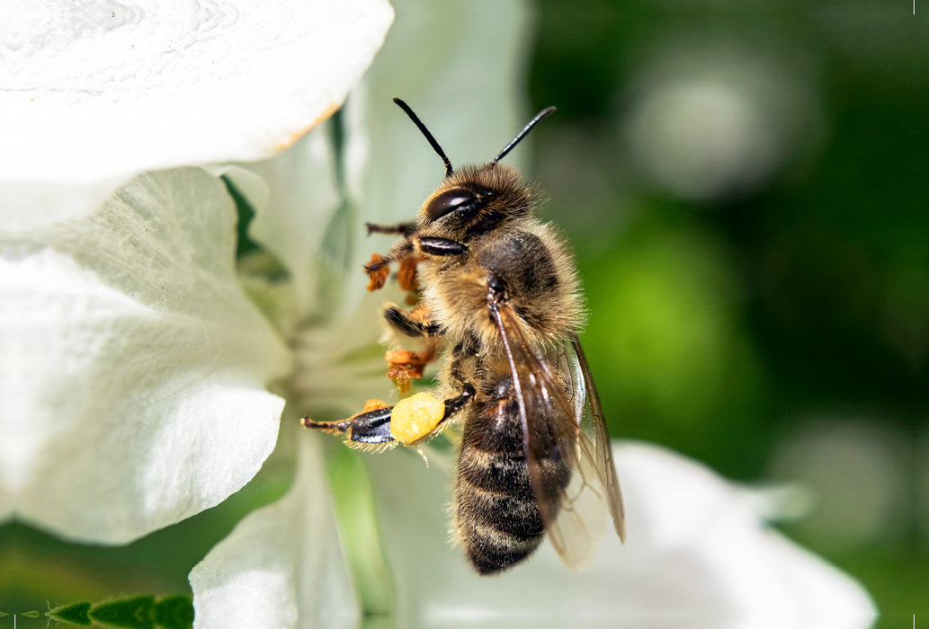 Premium textile canvas Premium textile canvas 120 cm x 80 cm landscape Bee up close 