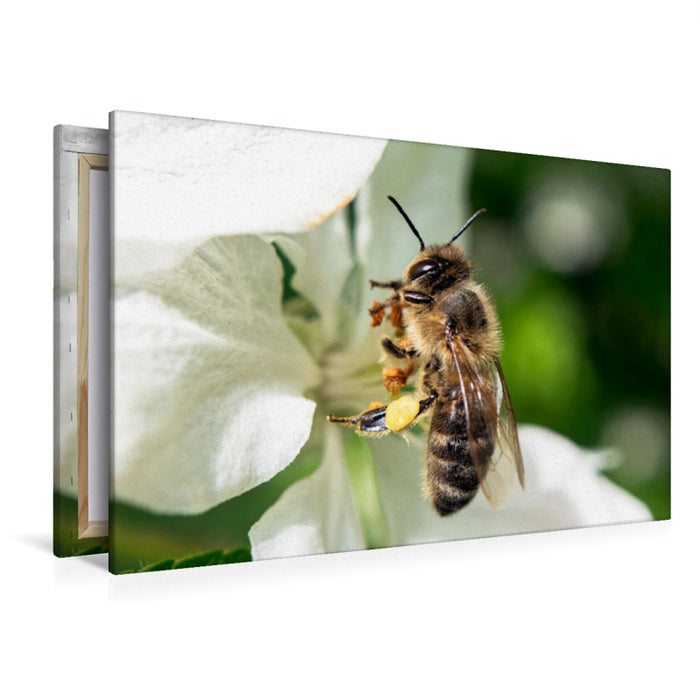 Premium textile canvas Premium textile canvas 120 cm x 80 cm landscape Bee up close 