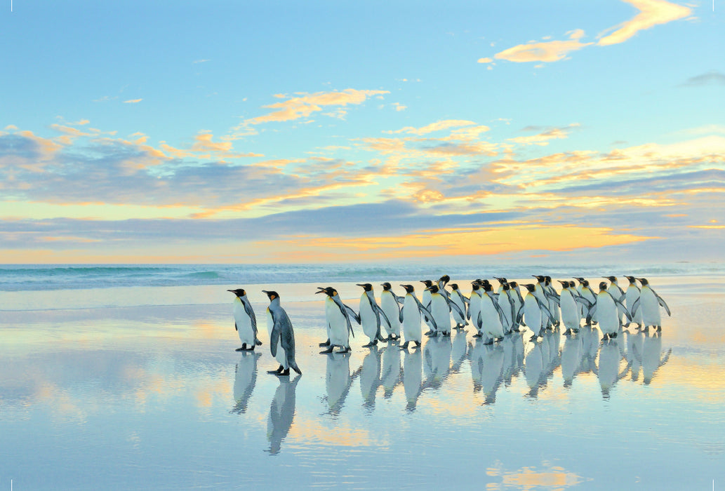 Premium textile canvas Premium textile canvas 120 cm x 80 cm landscape A motif from the calendar Penguins of the Falkland Islands 