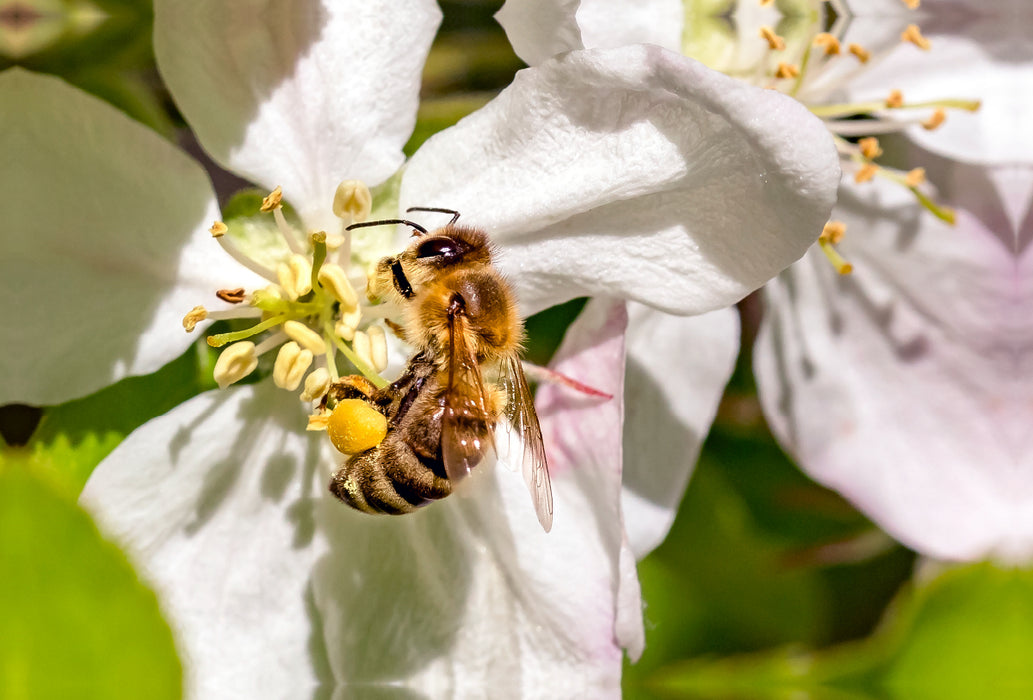 Premium textile canvas Premium textile canvas 120 cm x 80 cm across Bees collecting nectar 