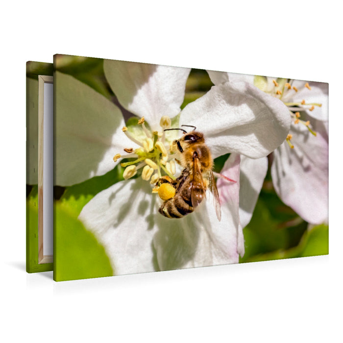 Premium textile canvas Premium textile canvas 120 cm x 80 cm across Bees collecting nectar 