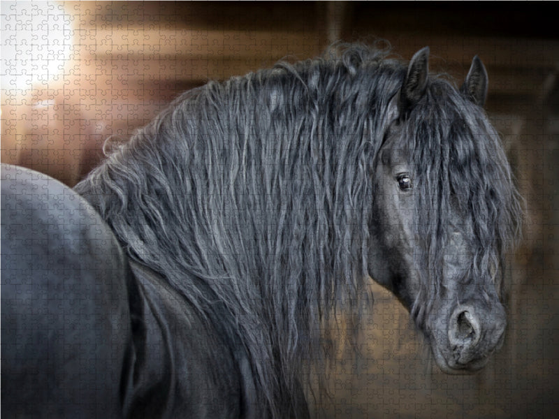 Friesen - stolze Giganten - CALVENDO Foto-Puzzle - calvendoverlag 29.99