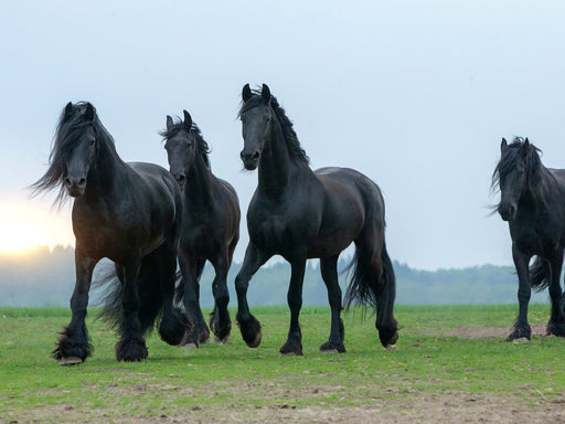 Friesen - stolze Giganten - CALVENDO Foto-Puzzle - calvendoverlag 29.99