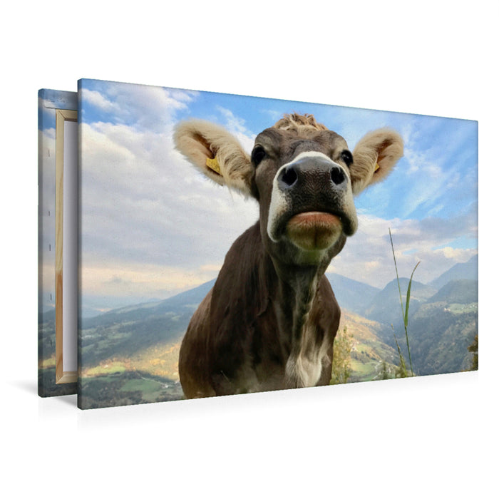 Premium textile canvas Premium textile canvas 120 cm x 80 cm landscape Proud cow on Ritten, South Tyrol 