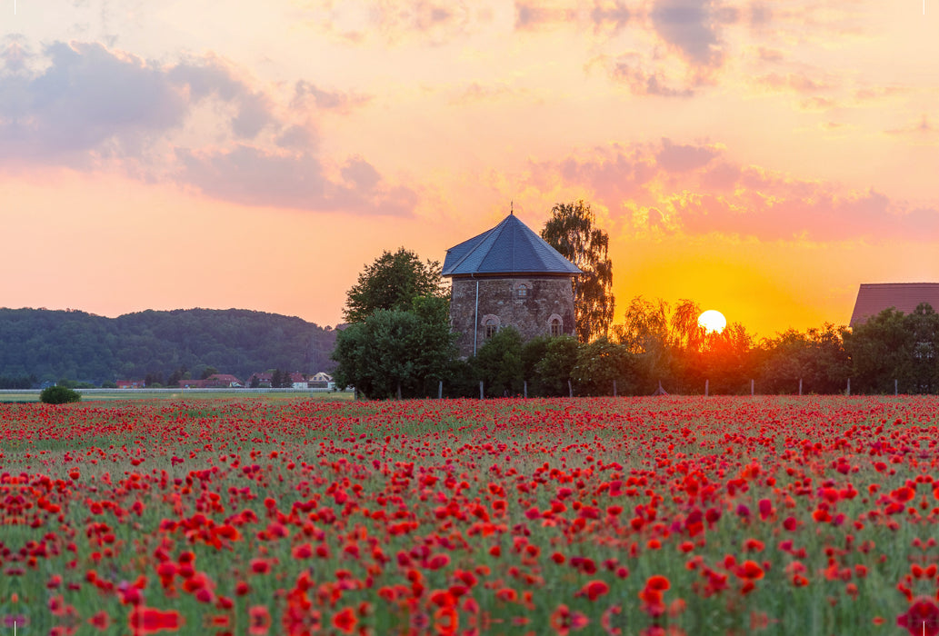 Premium textile canvas Premium textile canvas 120 cm x 80 cm landscape Poppy field at the old windmill in Brockwitz, Coswig (Saxony) 