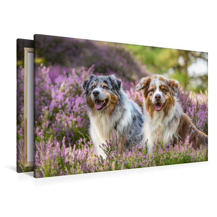 Premium Textil-Leinwand Premium Textil-Leinwand 120 cm x 80 cm quer Zwei Australian Shepherds sitzen strahlend in der lila Heidelandschaft