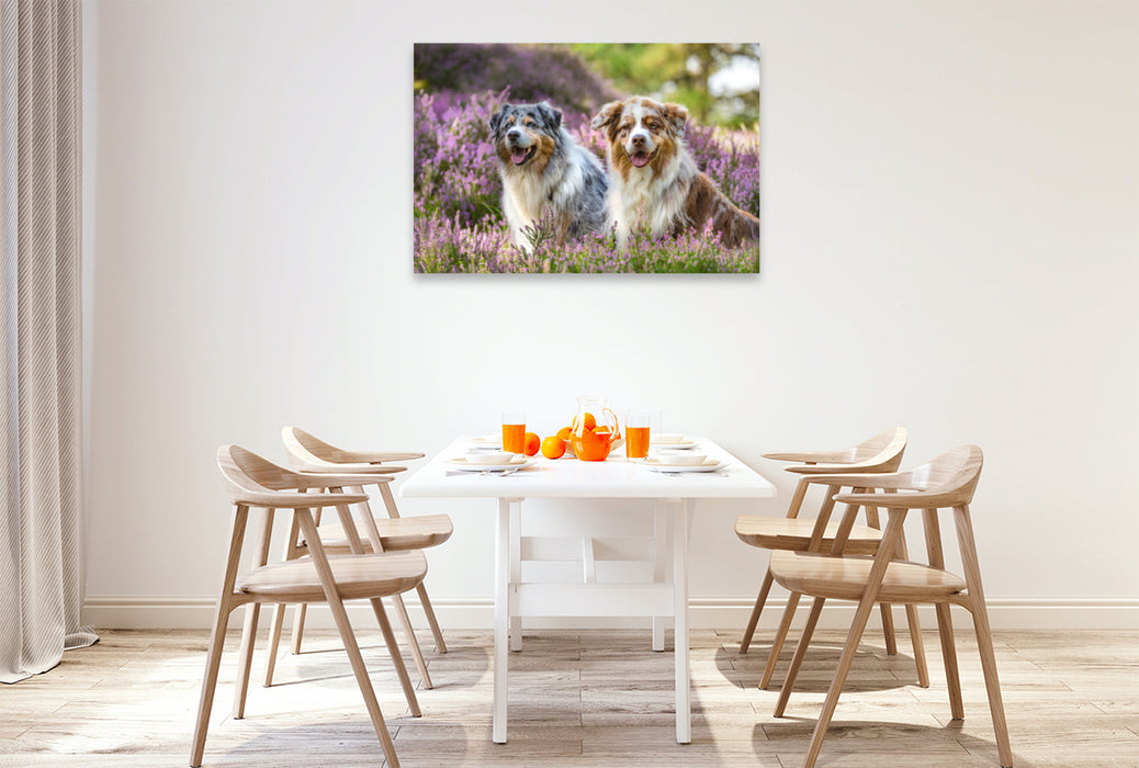 Premium Textil-Leinwand Premium Textil-Leinwand 120 cm x 80 cm quer Zwei Australian Shepherds sitzen strahlend in der lila Heidelandschaft