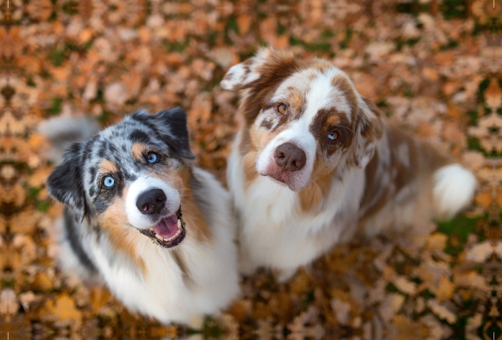 Premium Textil-Leinwand Premium Textil-Leinwand 120 cm x 80 cm quer Australian Shepherds schauen erwartungsvoll in die Kamera , gibt es ein Leckerchen?