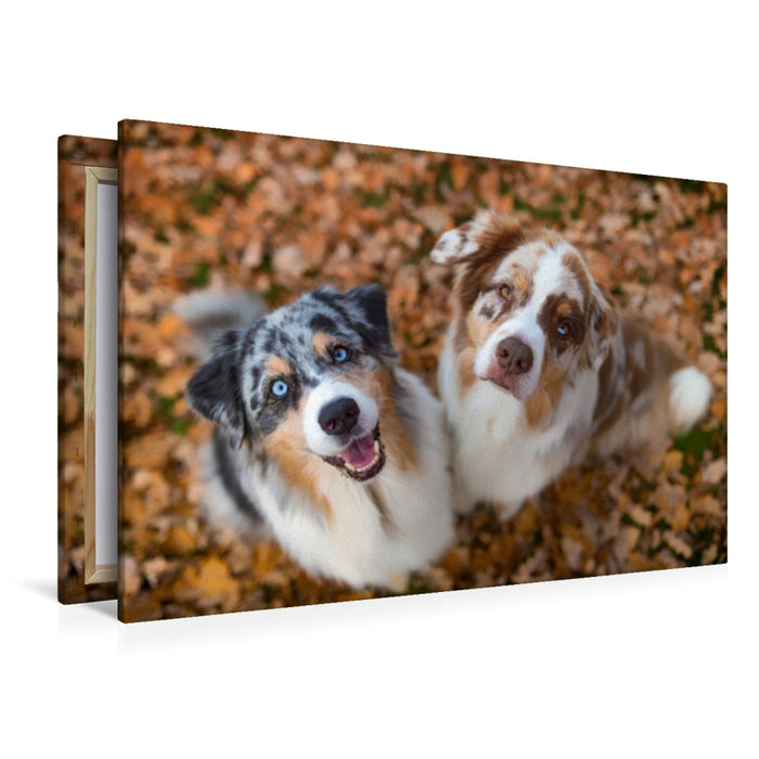 Premium Textil-Leinwand Premium Textil-Leinwand 120 cm x 80 cm quer Australian Shepherds schauen erwartungsvoll in die Kamera , gibt es ein Leckerchen?