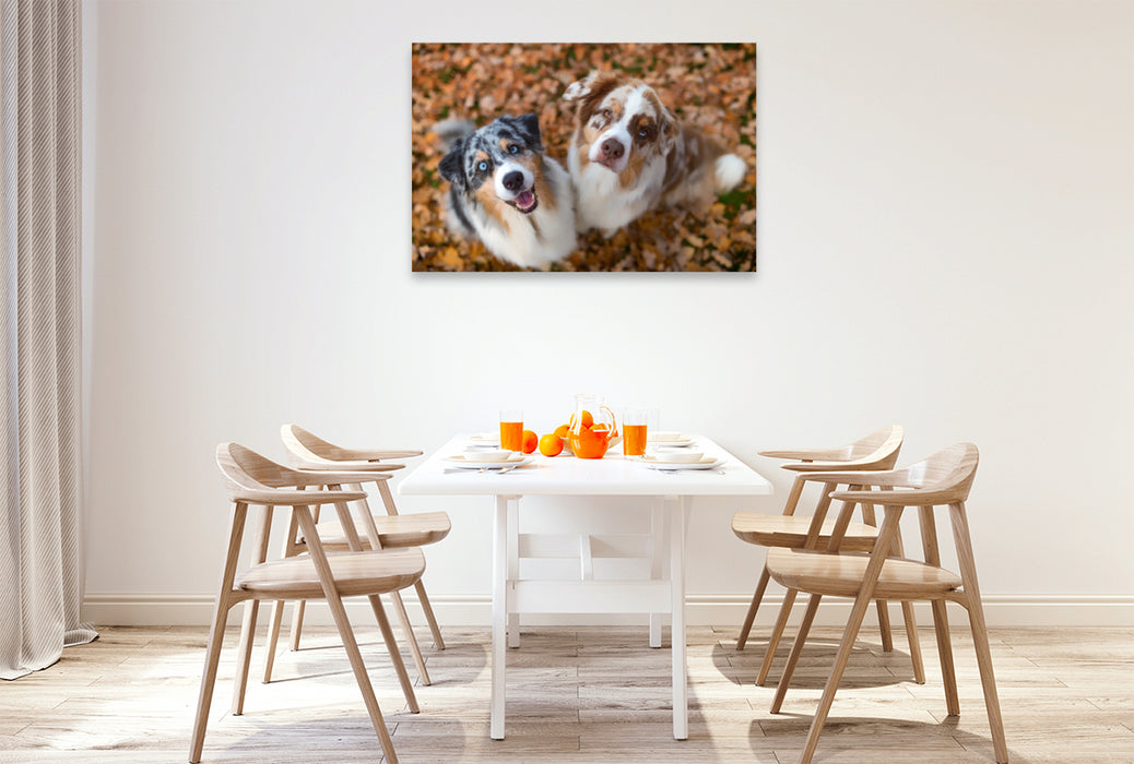 Premium Textil-Leinwand Premium Textil-Leinwand 120 cm x 80 cm quer Australian Shepherds schauen erwartungsvoll in die Kamera , gibt es ein Leckerchen?