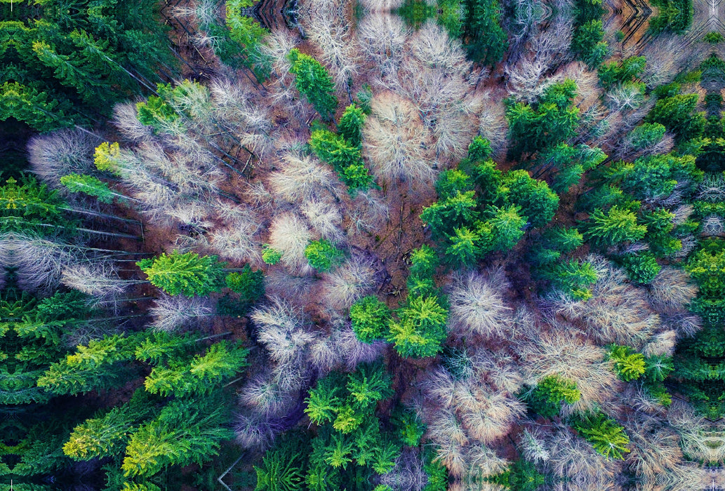 Premium textile canvas Premium textile canvas 120 cm x 80 cm landscape mixed forest from a bird's eye view 