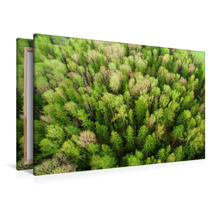 Premium Textil-Leinwand Premium Textil-Leinwand 120 cm x 80 cm quer Der Wald im Hochsommer