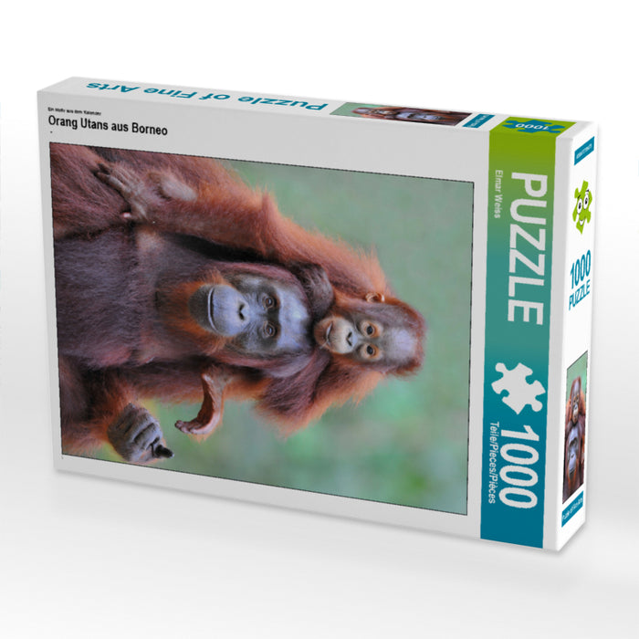 Orang Utans aus Borneo - CALVENDO Foto-Puzzle - calvendoverlag 29.99