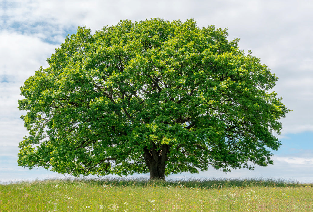 Premium textile canvas Premium textile canvas 120 cm x 80 cm across A motif from the calendar Oak in the four seasons. 