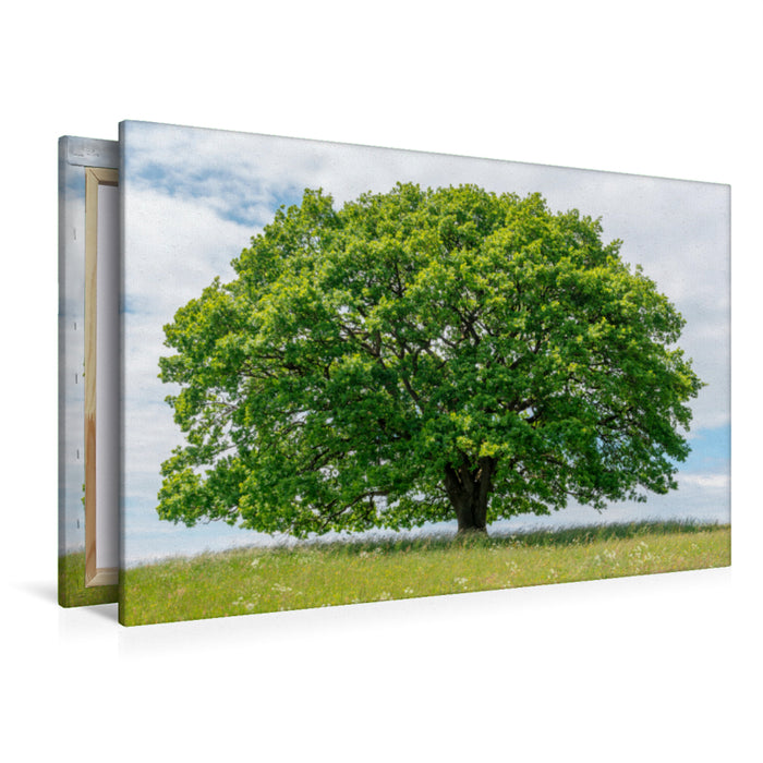 Premium textile canvas Premium textile canvas 120 cm x 80 cm across A motif from the calendar Oak in the four seasons. 