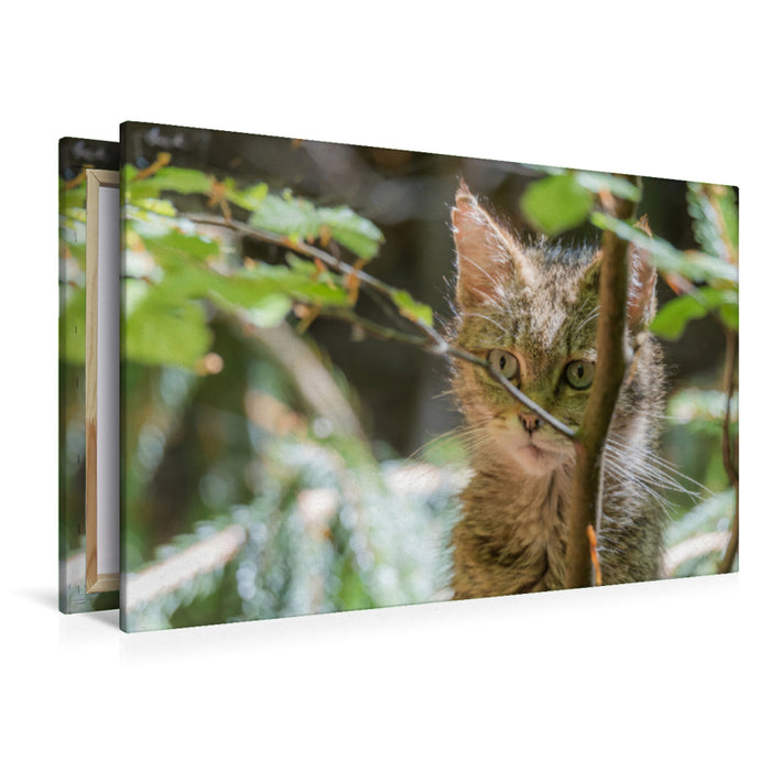 Premium Textil-Leinwand Premium Textil-Leinwand 120 cm x 80 cm quer Ein Motiv aus dem Kalender Wildkatzenbabys - wild und zuckersüß.