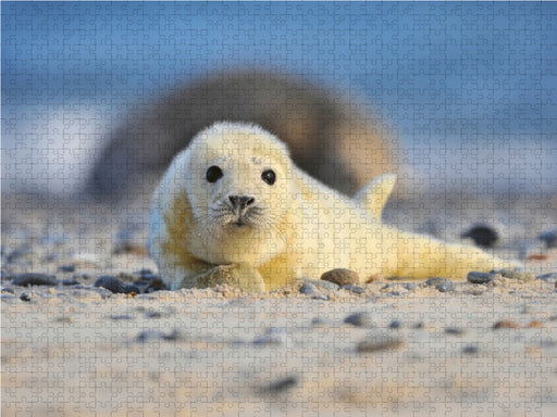 Neugieriger Nachwuchs - CALVENDO Foto-Puzzle - calvendoverlag 29.99