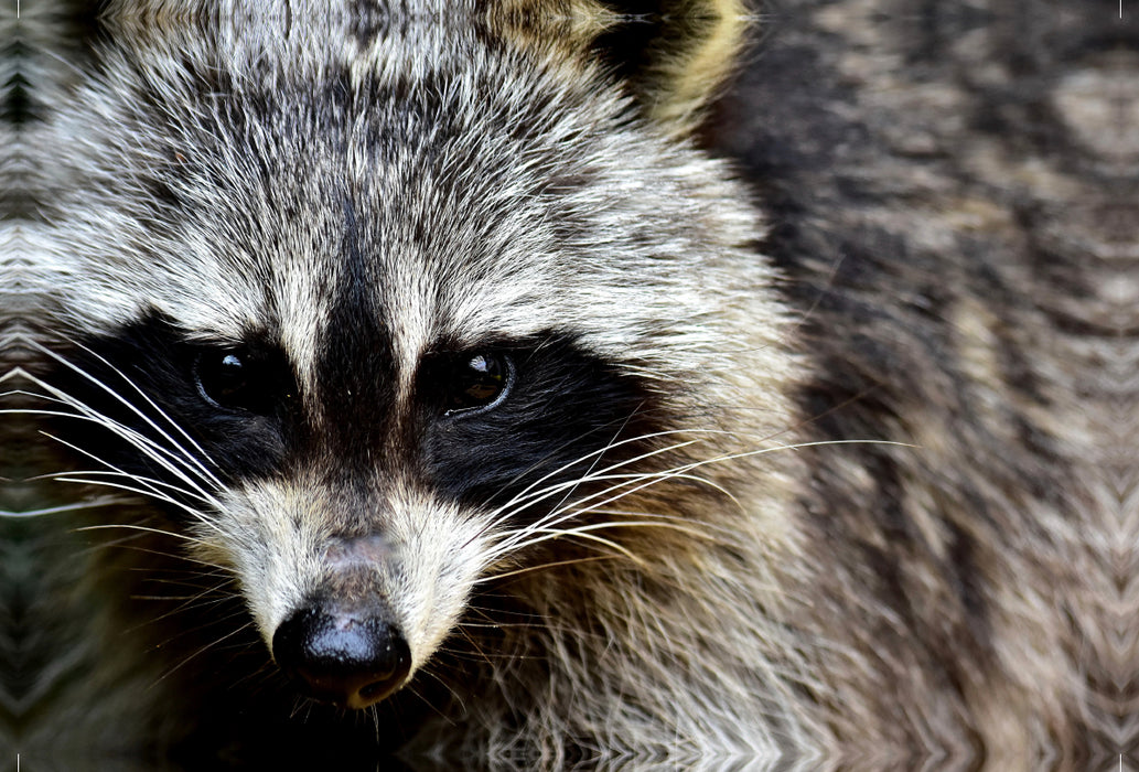 Premium textile canvas Premium textile canvas 120 cm x 80 cm landscape Raccoon - Photo Jean-Louis Glineur 