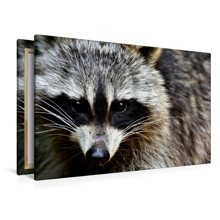 Premium textile canvas Premium textile canvas 120 cm x 80 cm landscape Raccoon - Photo Jean-Louis Glineur 