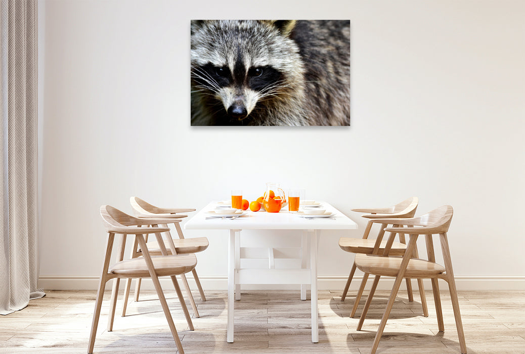 Premium textile canvas Premium textile canvas 120 cm x 80 cm landscape Raccoon - Photo Jean-Louis Glineur 