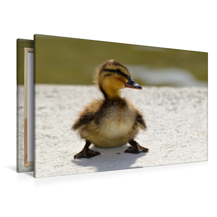 Premium textile canvas Premium textile canvas 120 cm x 80 cm landscape A cute chick 