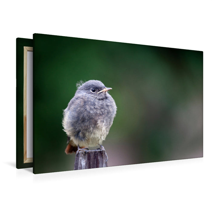 Premium textile canvas Premium textile canvas 120 cm x 80 cm landscape Redstart in resting position 