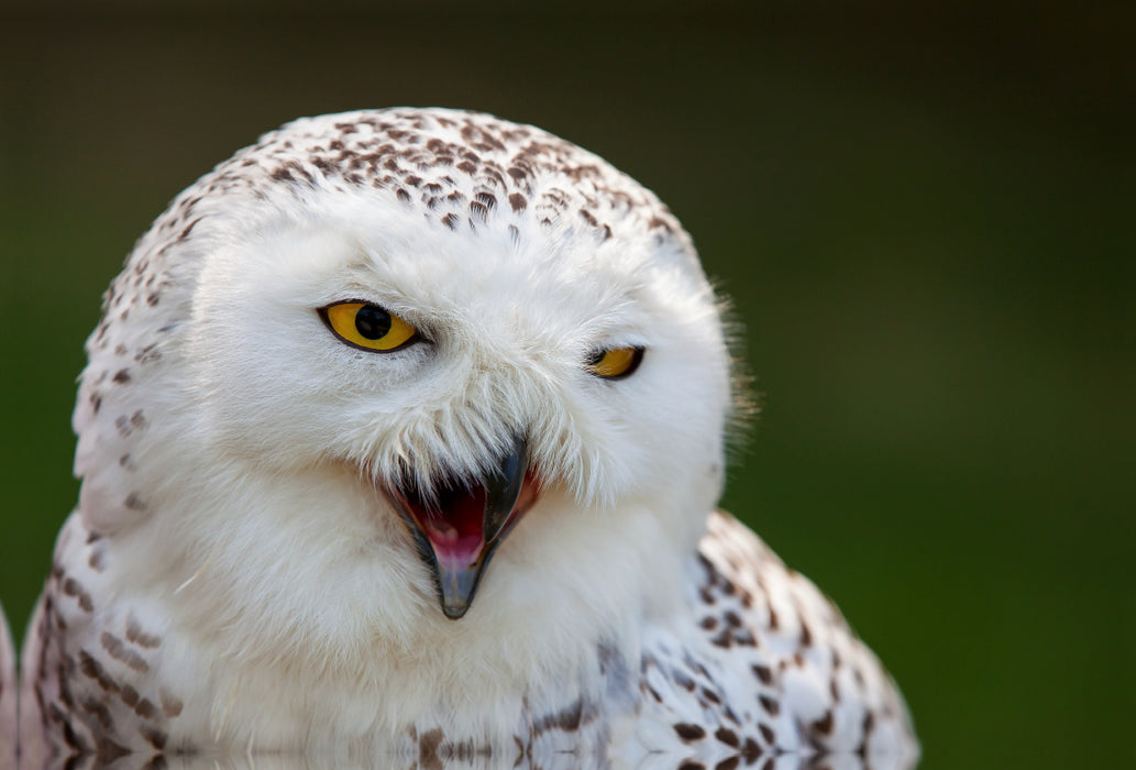 Premium textile canvas Premium textile canvas 120 cm x 80 cm landscape young snowy owl 