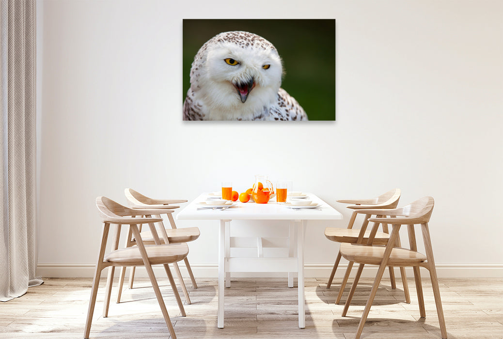 Premium textile canvas Premium textile canvas 120 cm x 80 cm landscape young snowy owl 