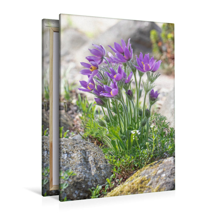 Premium textile canvas Premium textile canvas 80 cm x 120 cm high pasque flower 