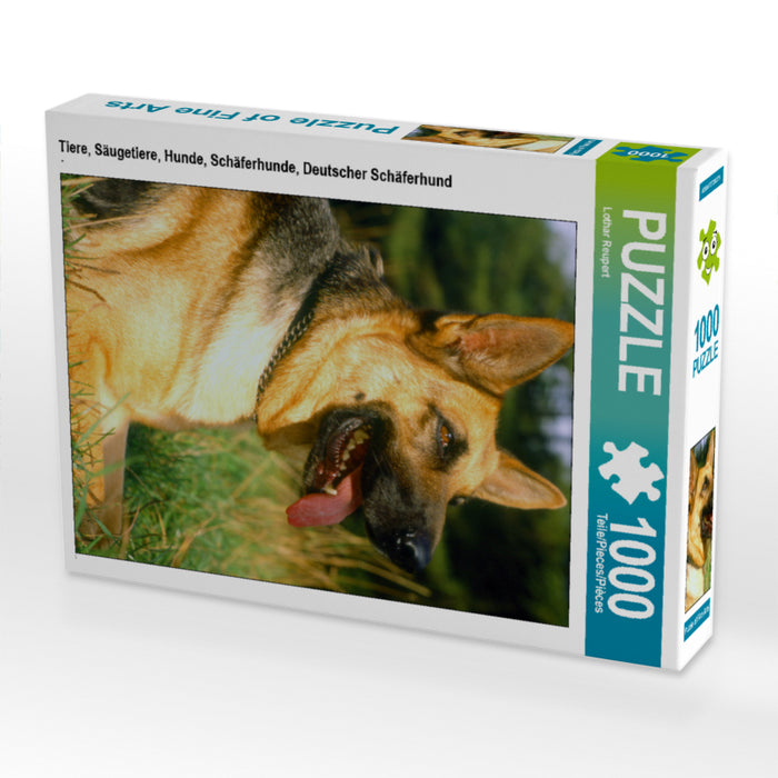 Tiere, Säugetiere, Hunde, Schäferhunde, Deutscher Schäferhund - CALVENDO Foto-Puzzle - calvendoverlag 29.99