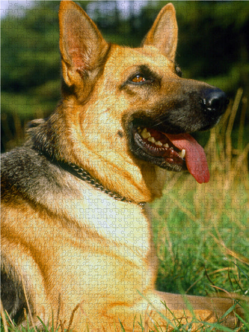 Tiere, Säugetiere, Hunde, Schäferhunde, Deutscher Schäferhund - CALVENDO Foto-Puzzle - calvendoverlag 29.99