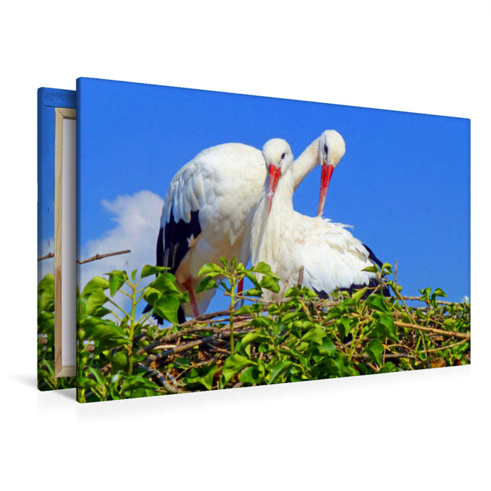 Premium textile canvas Premium textile canvas 120 cm x 80 cm landscape A motif from the calendar Storks in Alsace 