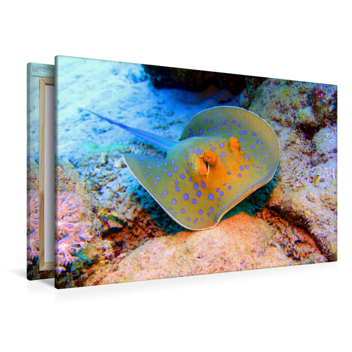 Premium textile canvas Premium textile canvas 120 cm x 80 cm across A motif from the calendar Diving Wonder World Coral Reefs 