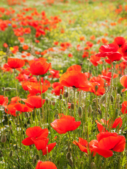 Traumhafte Mohnblumen - CALVENDO Foto-Puzzle - calvendoverlag 29.99